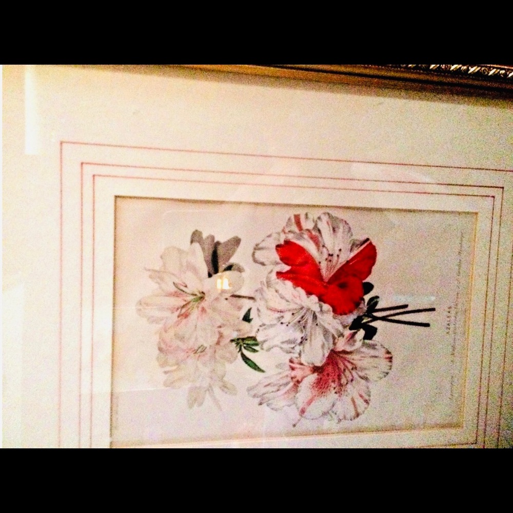 Antique Hand Colored Botanical Print Azaleas - Picture 6 of 15
